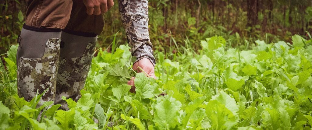 Person wearing camo inspecting a food plot