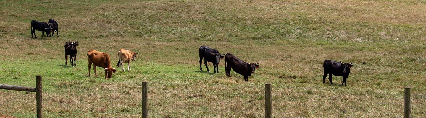 Cattle in grassy pasture.