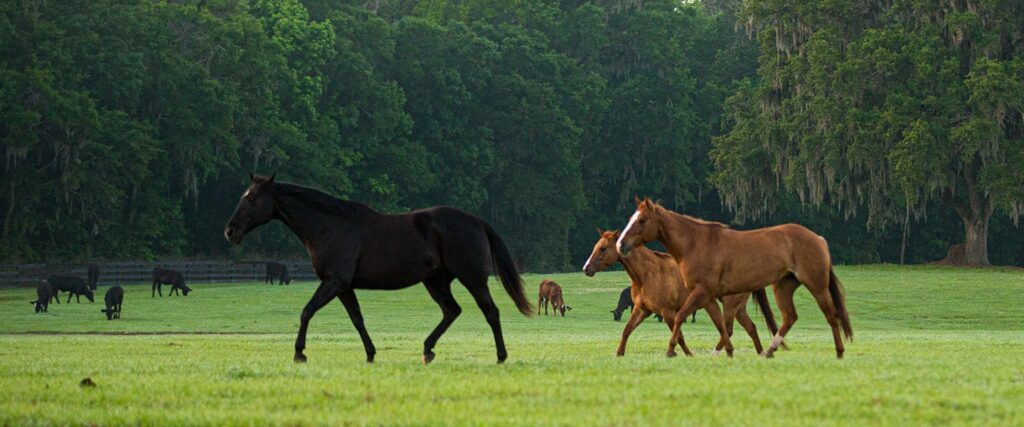 Horses in a pasture