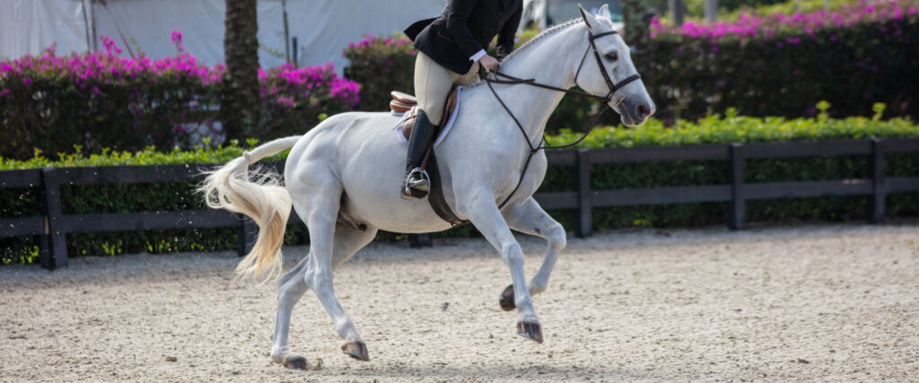 White horse on synthetic footing with a rider.